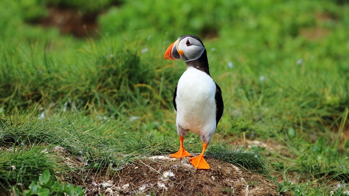 Puffin bird standing on grassy ground