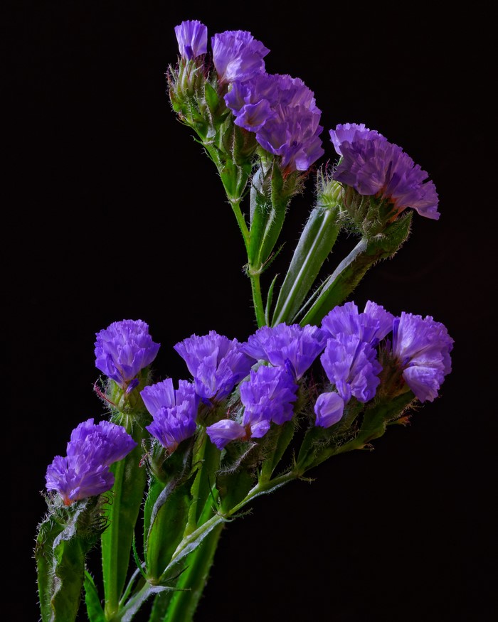 4K Wavyleaf sea lavender Limonium sinuatum closeup