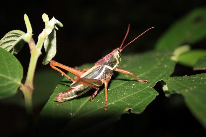 Grasshopper on a green leaf
