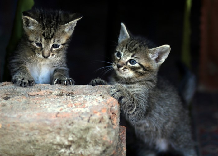 Two tabby kittens on a brick