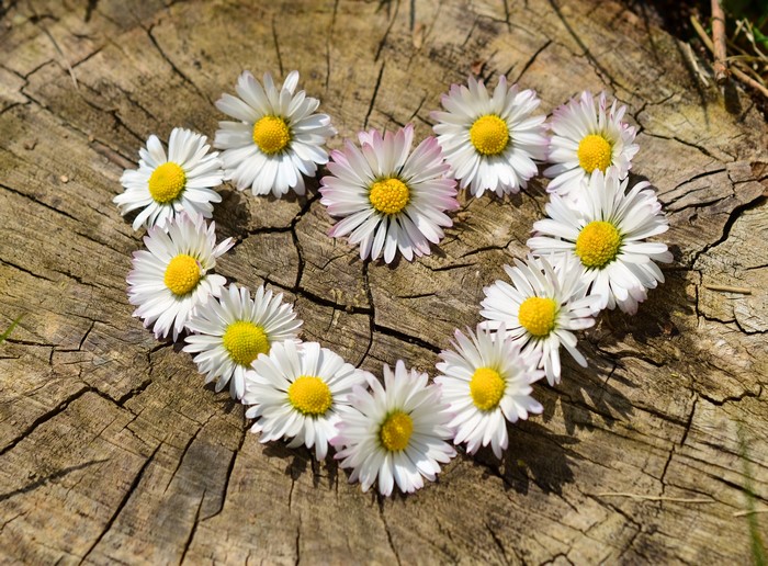 Daisies arranged in a heart shape on a tree stump
