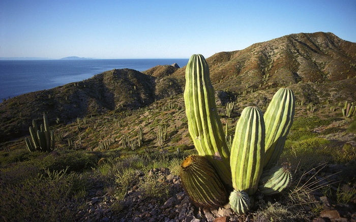 Cactus landscape overlooking the ocean