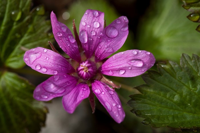 Purple flower with water drops and green leaves