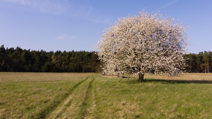 Flowering tree in a grassy field with a forest background