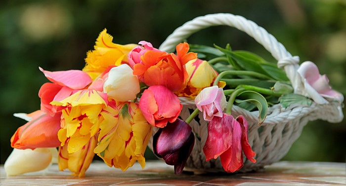 Bouquet of Tulips in a Wicker Basket