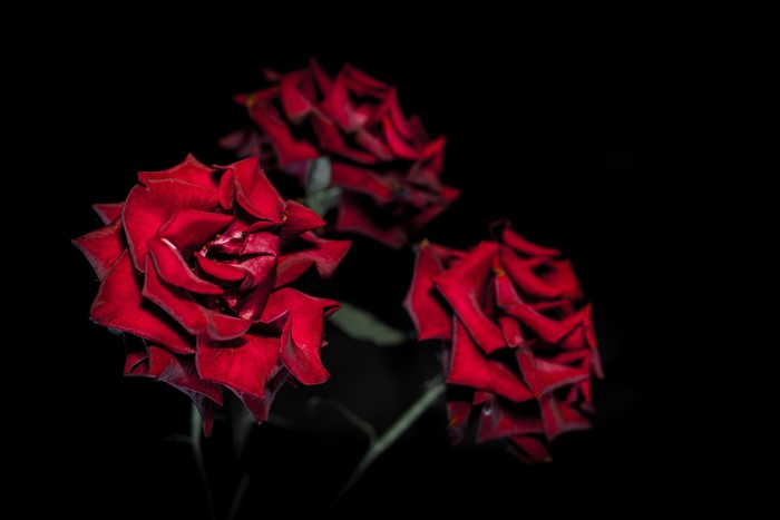 Three Red Roses on Black Background