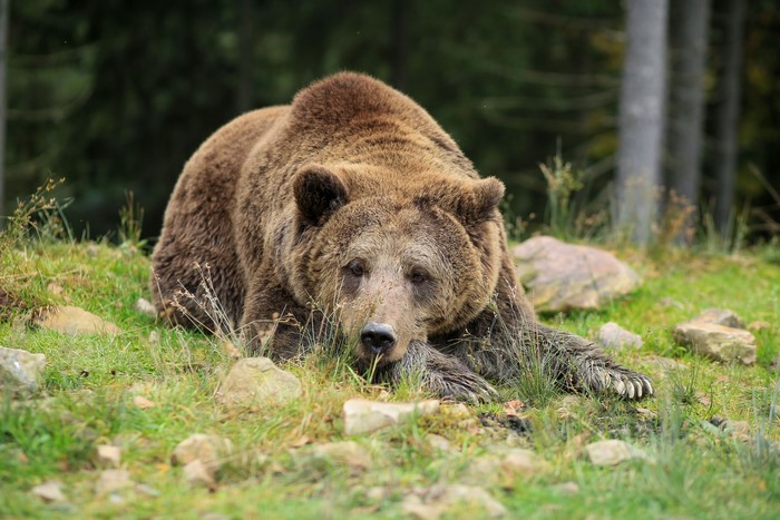 Brown Bear Lying Down in Grass