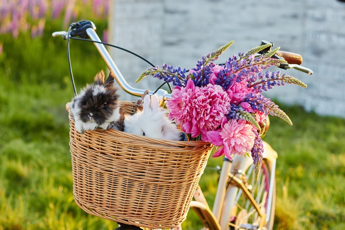 Two rabbits in a wicker basket on a bicycle with flowers