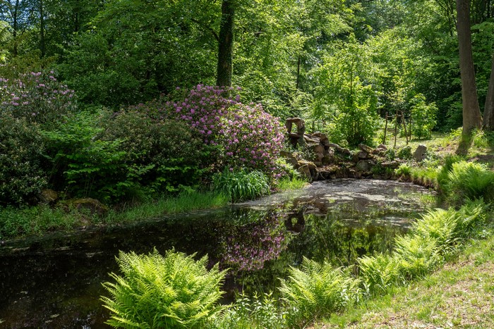 Wiesenburg Castle Park Pond with Rhododendrons and Ferns