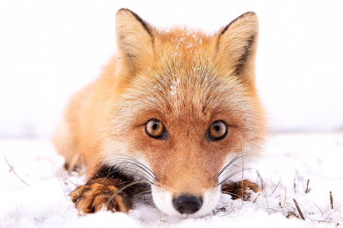 Red fox lying in the snow