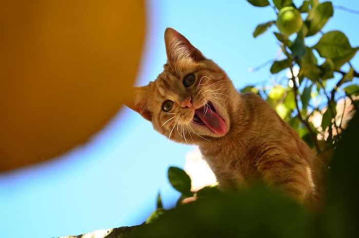 Ginger cat yawning with tongue out in front of yellow object