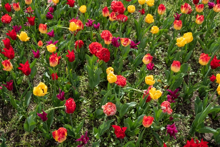 Field of Red, Yellow, and Purple Tulips
