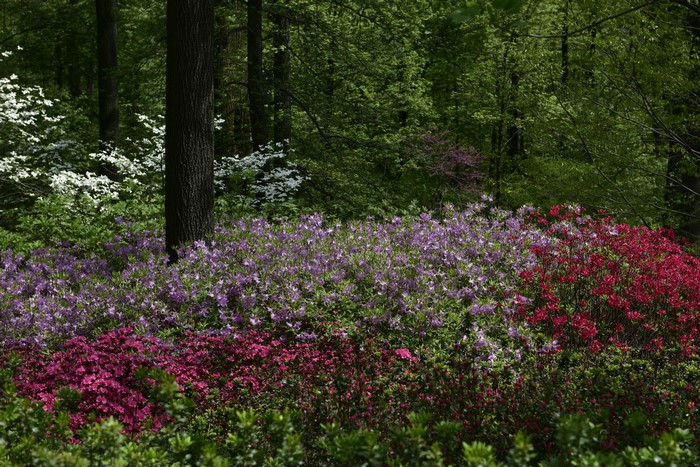 Azaleas and Dogwood Flowers in a Forest