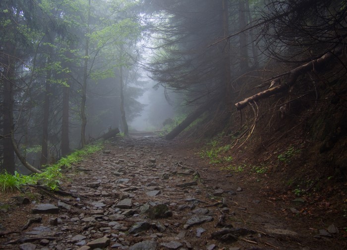Rocky forest trail in fog