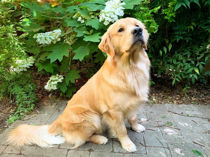 Golden Retriever dog sitting on a patio