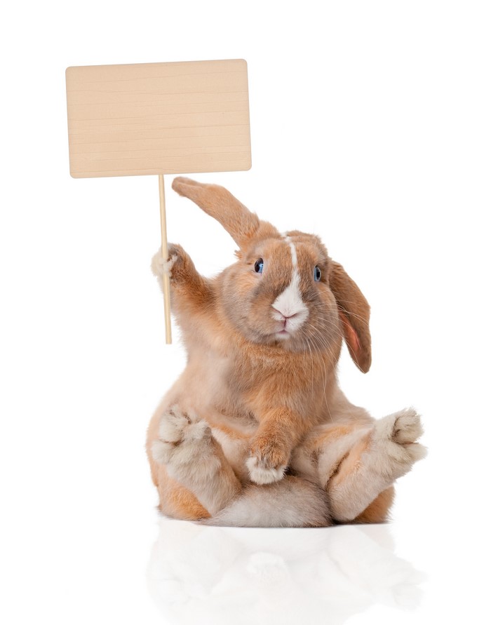 Rabbit holding a blank sign