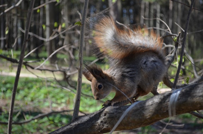 Squirrel on a branch in a forest
