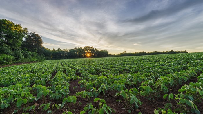 Soybean field at sunrise with sun rays