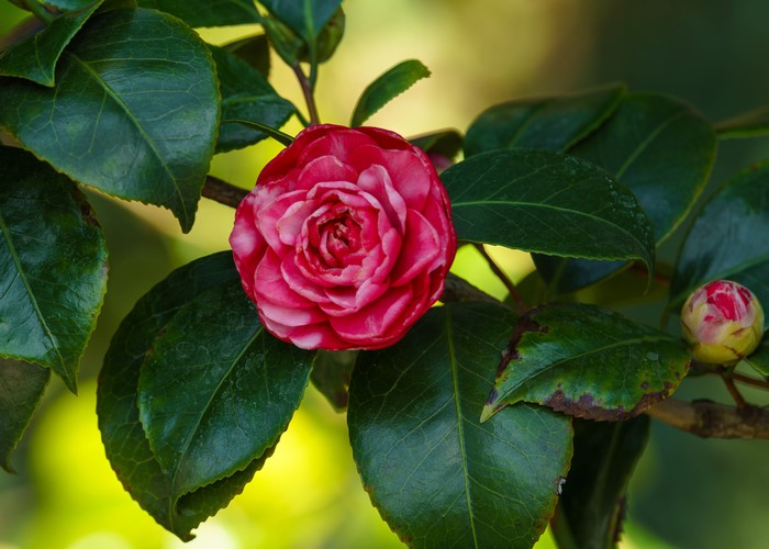 Pink Camellia flower and bud on branches