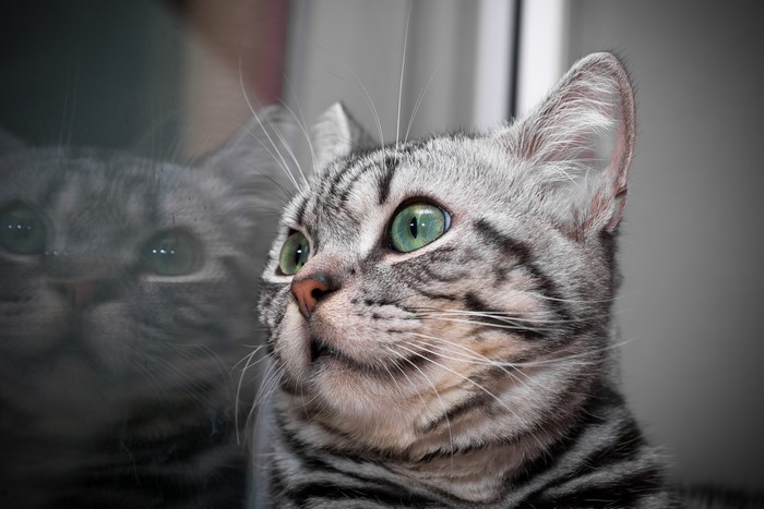Close-up of a tabby cat with green eyes and reflection