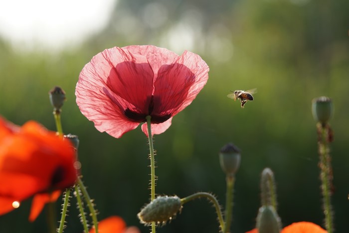 Bee flying towards a pink poppy flower