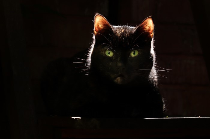 Black cat with green eyes in darkness