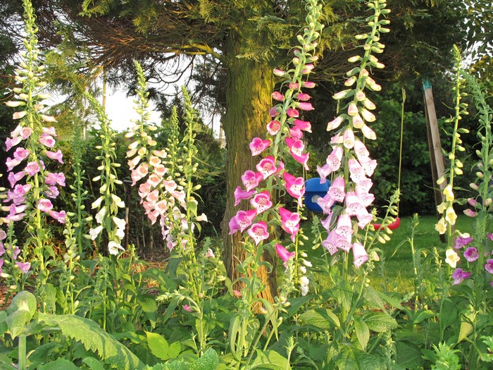 Foxgloves in a garden