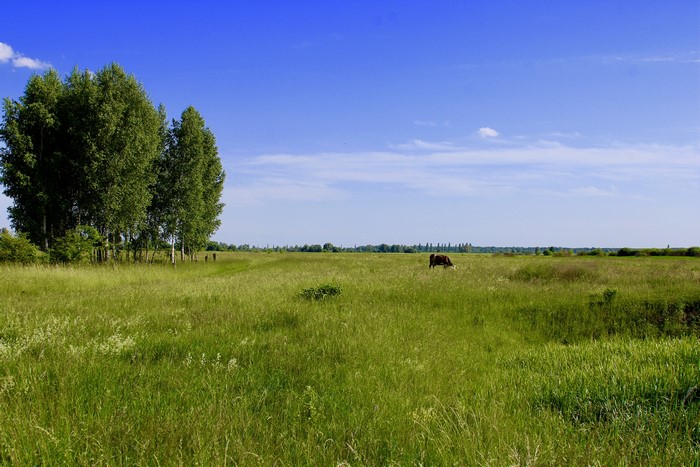 Cow grazing in a grassy field with trees