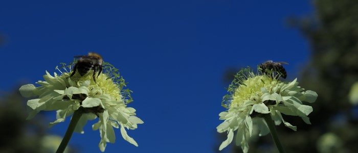 Two bees on white flowers against blue sky