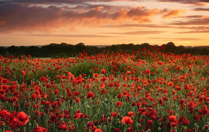 Field of red poppies at sunset