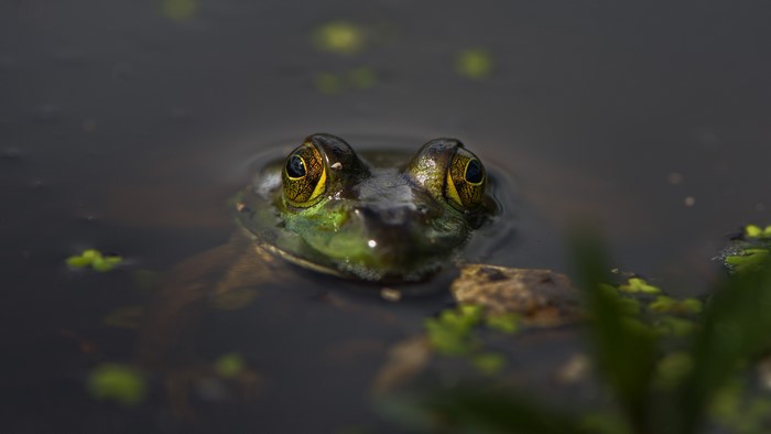Frog Closeup in Water