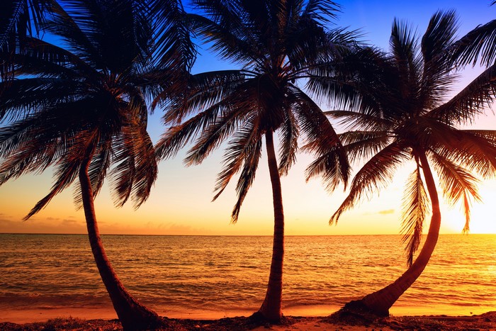 Palm trees on a beach at sunset