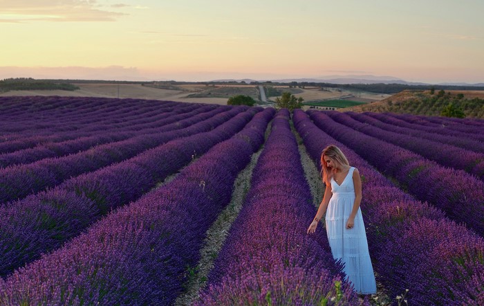 Woman in white dress in lavender field at sunset