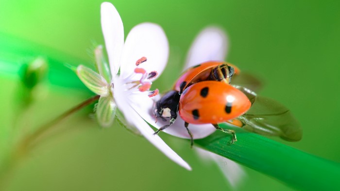 4K Closeup of Ladybugs on a Flower