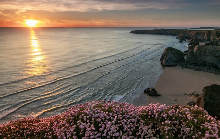 Sunset over Lundy Bay coast with pink sea thrift flowers