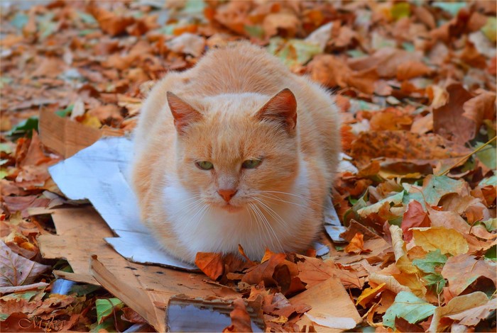 Ginger cat sitting on cardboard amidst autumn leaves