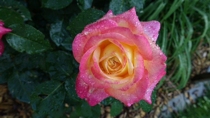 Pink and yellow rose with water drops
