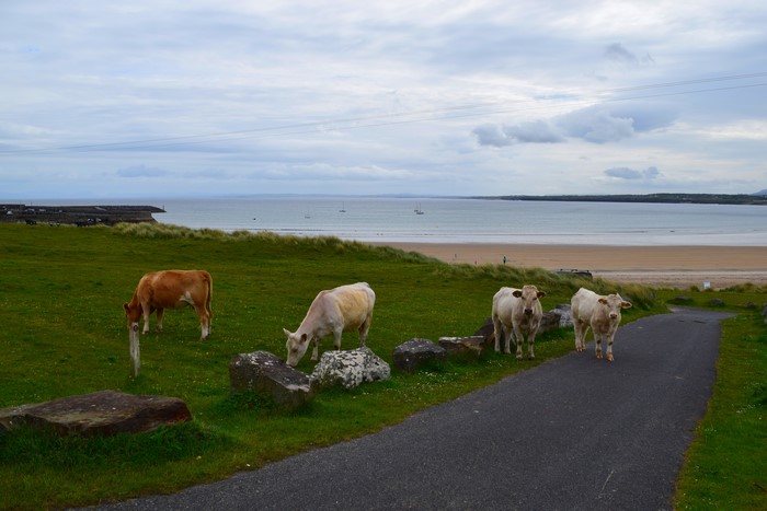 Cows grazing on a grassy hill overlooking a beach