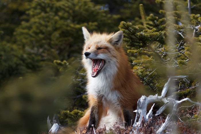 Red Fox Yawning in Forest