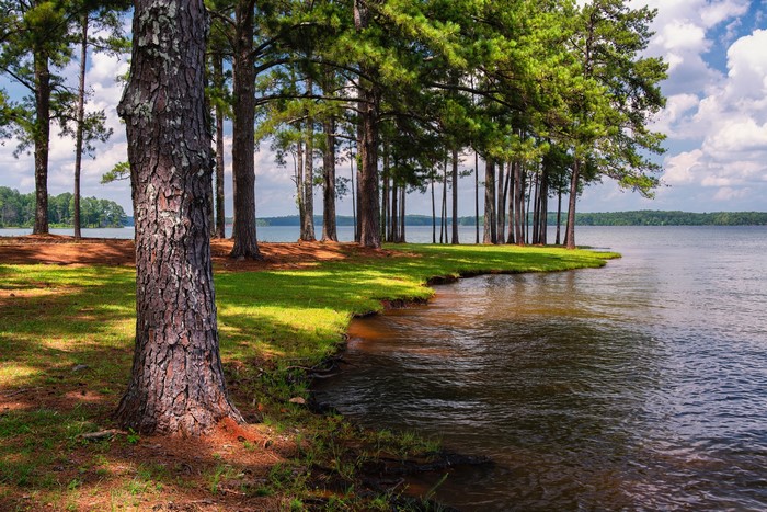 Trees on the shore of West Point Lake