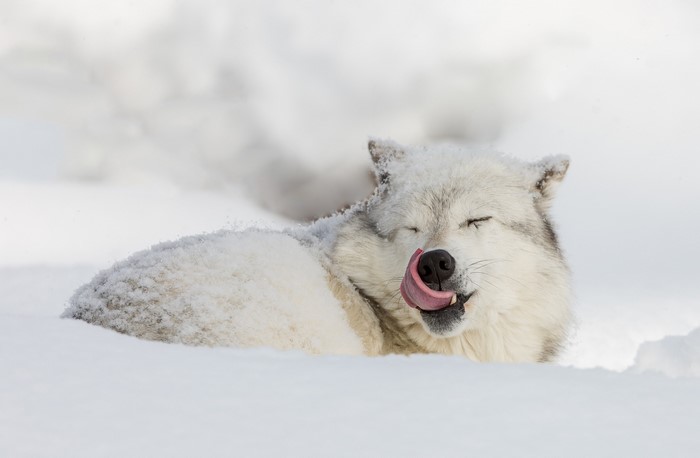 Arctic wolf licking its nose in the snow