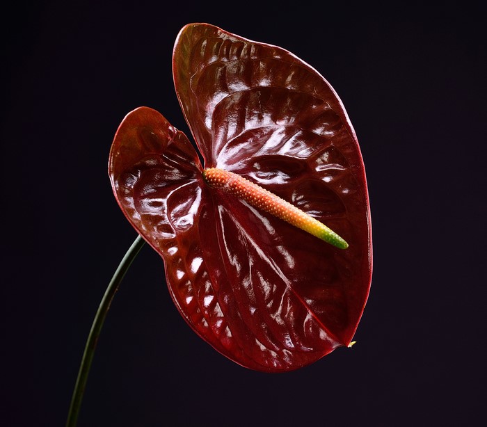 Dark Red Anthurium Flower on Black Background