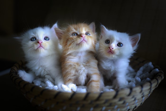 Three kittens in a wicker basket
