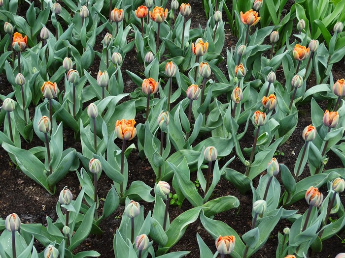 Many orange tulips and buds