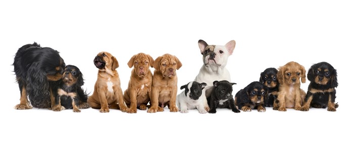 Many puppies and dogs on white background