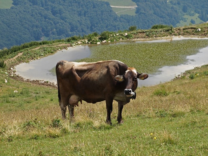 Cow standing in a grassy field near a pond
