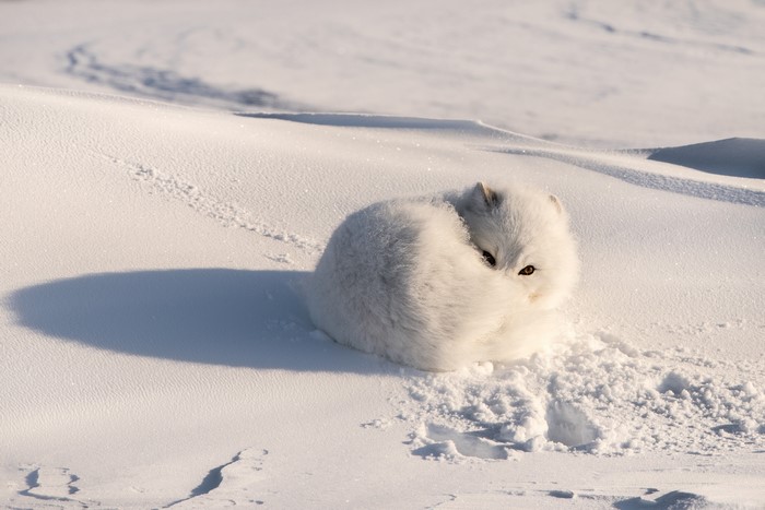 Arctic fox curled up in the snow