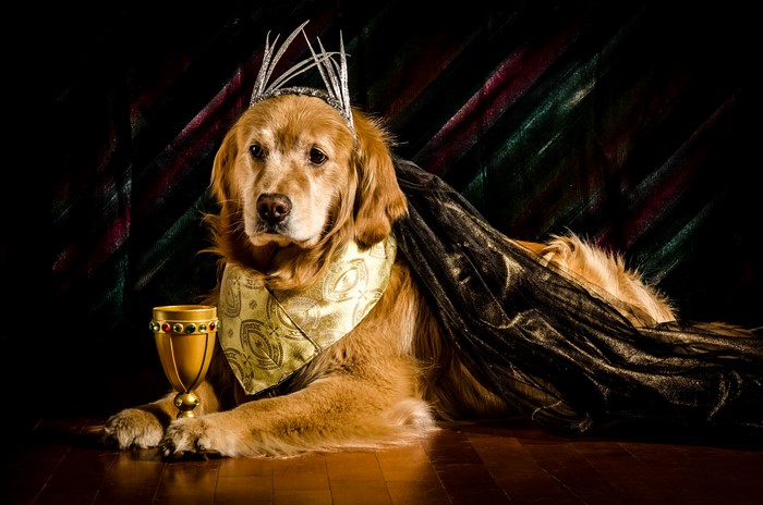 Golden Retriever Dog Wearing Crown and Cape