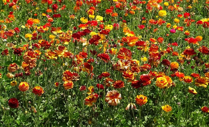 Field of colorful Ranunculus flowers