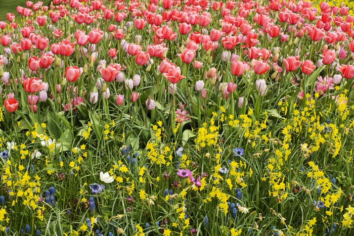 4K Tulips, Daffodils, and Hyacinths Field